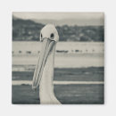Buscar pájaro blanco y negro imanes Gaviota