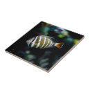Buscar tropical azulejos Peces tropicales