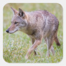 Buscar cad pegatinas Cades cove