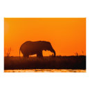 Buscar botswana posters Elefante