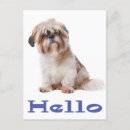 Buscar shihtzu tarjetas Shitzu