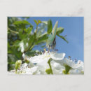 Buscar mariposas verdes postales General y unisex