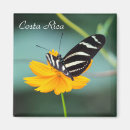 Buscar mariposa tropical imanes Insecto