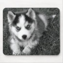 Buscar siberian alfombrillas de raton Husky