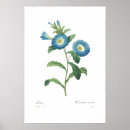 Buscar enredadera posters Flores