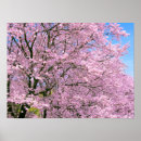 Buscar pleno posters General y unisex