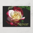 Buscar rosa doble postales Para todos
