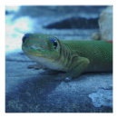 Buscar geckos posters General y unisex