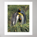 Buscar con penguinos fotografía General y unisex