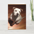 Buscar pitbull tarjetas Terrier de pitbull americano