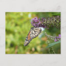 Buscar mariposa monarca postales Fotografía de naturaleza