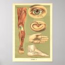 Buscar oído humano posters Anatomía