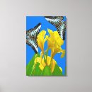 Buscar mariposa azul lienzos Vida silvestre