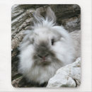 Buscar lionhead Conejito