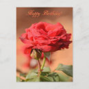 Buscar capullo de rosa postales Fotografía
