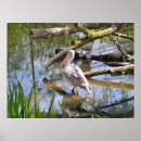 Buscar pelícano posters Fotografía