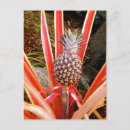 Buscar piña hawaiana postales Para todos