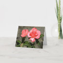 Buscar amanda tarjetas Rosa