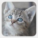 Buscar gatito lindo pegatinas Gato