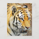 Buscar tigre de amur postales Grande