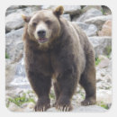 Buscar kodiak pegatinas 6 º pesadilla