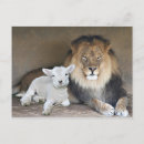 Buscar león y cordero postales Gato