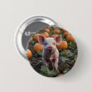 Buscar lechones chapas Adorable