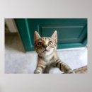 Buscar animal joven posters Gato de tabby