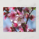 Buscar flor de cerezo postales Naturaleza