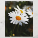 Buscar margaritas flyers Flores