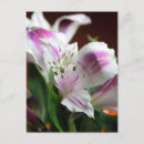 Buscar lirio blanco postales Floral