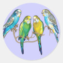 Buscar paracaídas pegatinas Budgie