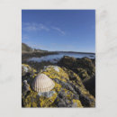 Buscar seashell postales Playa
