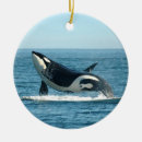 Buscar orca decoracion Delfín