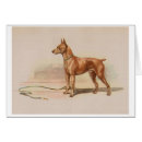 Buscar pinscher miniatura tarjetas Animales