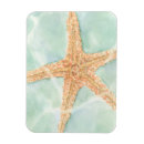 Buscar concha imanes Pez estrella