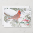 Buscar cardinalidae tarjetas Pájaro