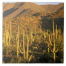 Buscar tucson azulejos Cactus