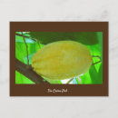 Buscar pod postales Cacao