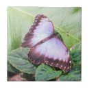 Buscar mariposa azul azulejos Para ella