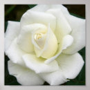 Buscar rosaleda posters Rosas