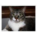 Buscar gato grande posters Animales