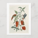 Buscar herbal postales Flores