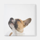 Buscar mestizo imanes Perros