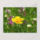 Buscar flores del verano postales General y unisex