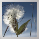 Buscar milkweed Semillas