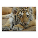 Buscar tigre de amur postales Naturaleza