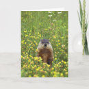 Buscar groundhogs Día de fogueo