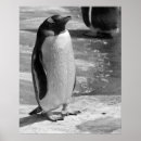 Buscar pingüino blanco y negro posters Adorable