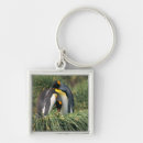 Buscar pingüino de rey Fauna